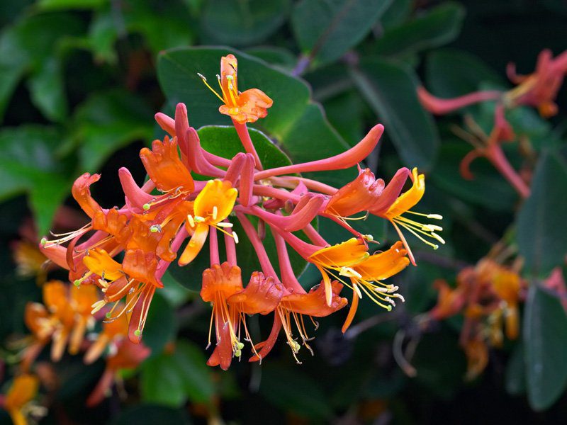 Mandarin Honeysuckle