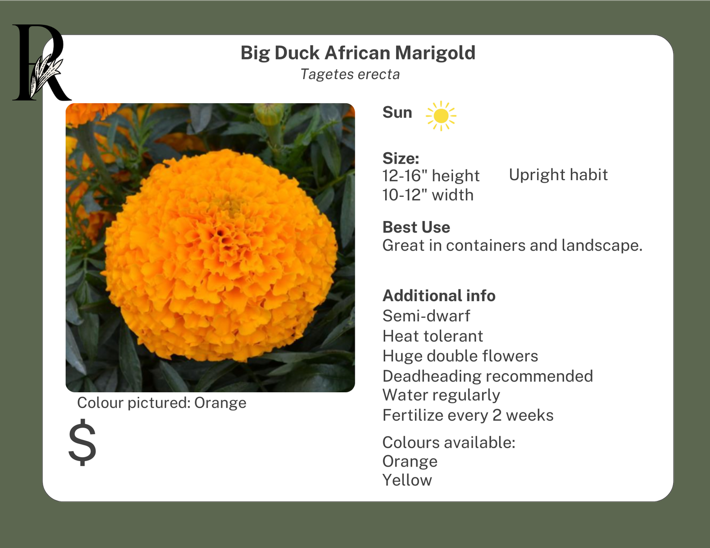 Big Duck African Marigold (Orange)