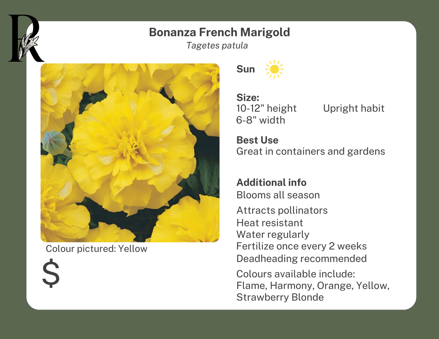 Bonanza French Marigold Orange