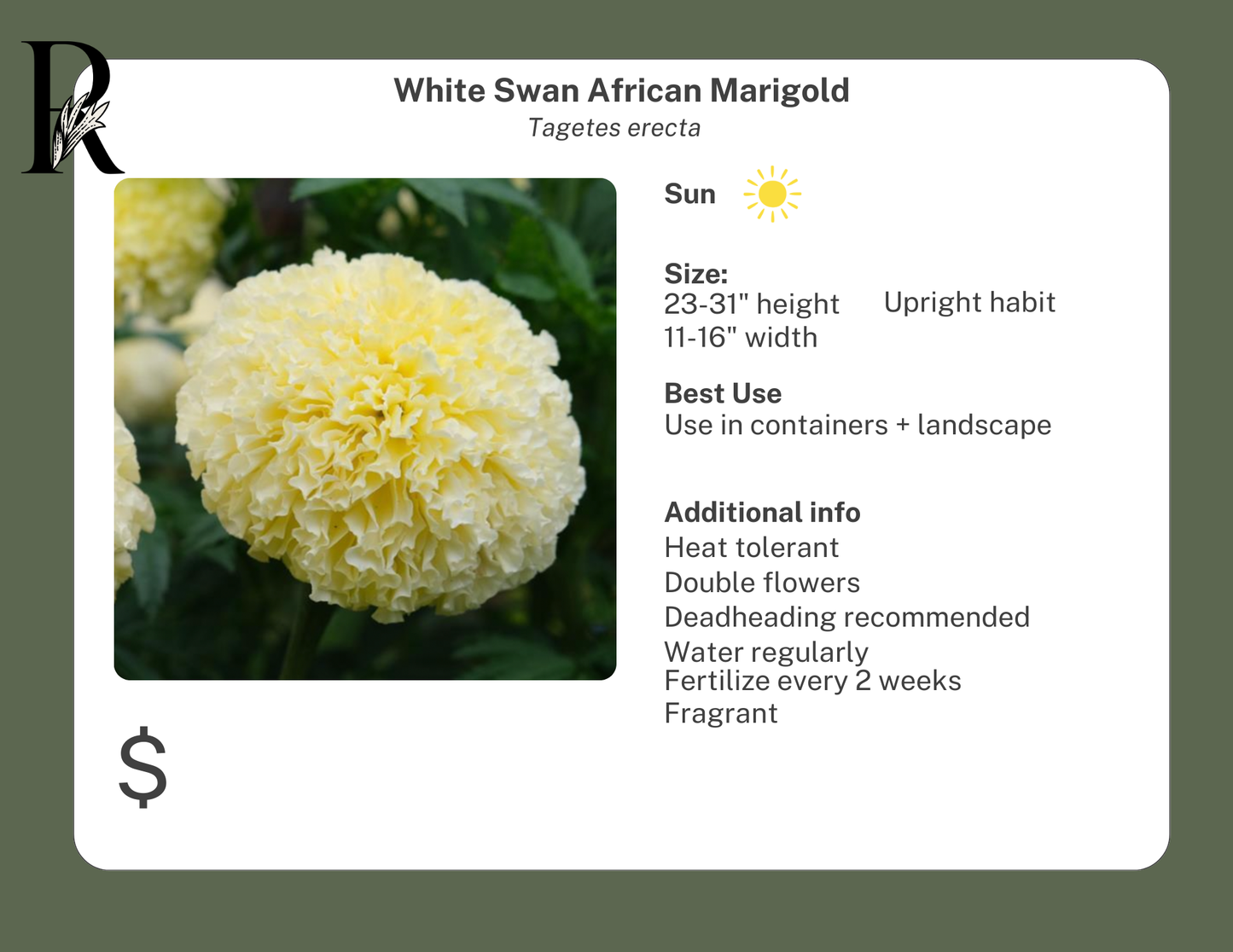 White Swan African Marigold