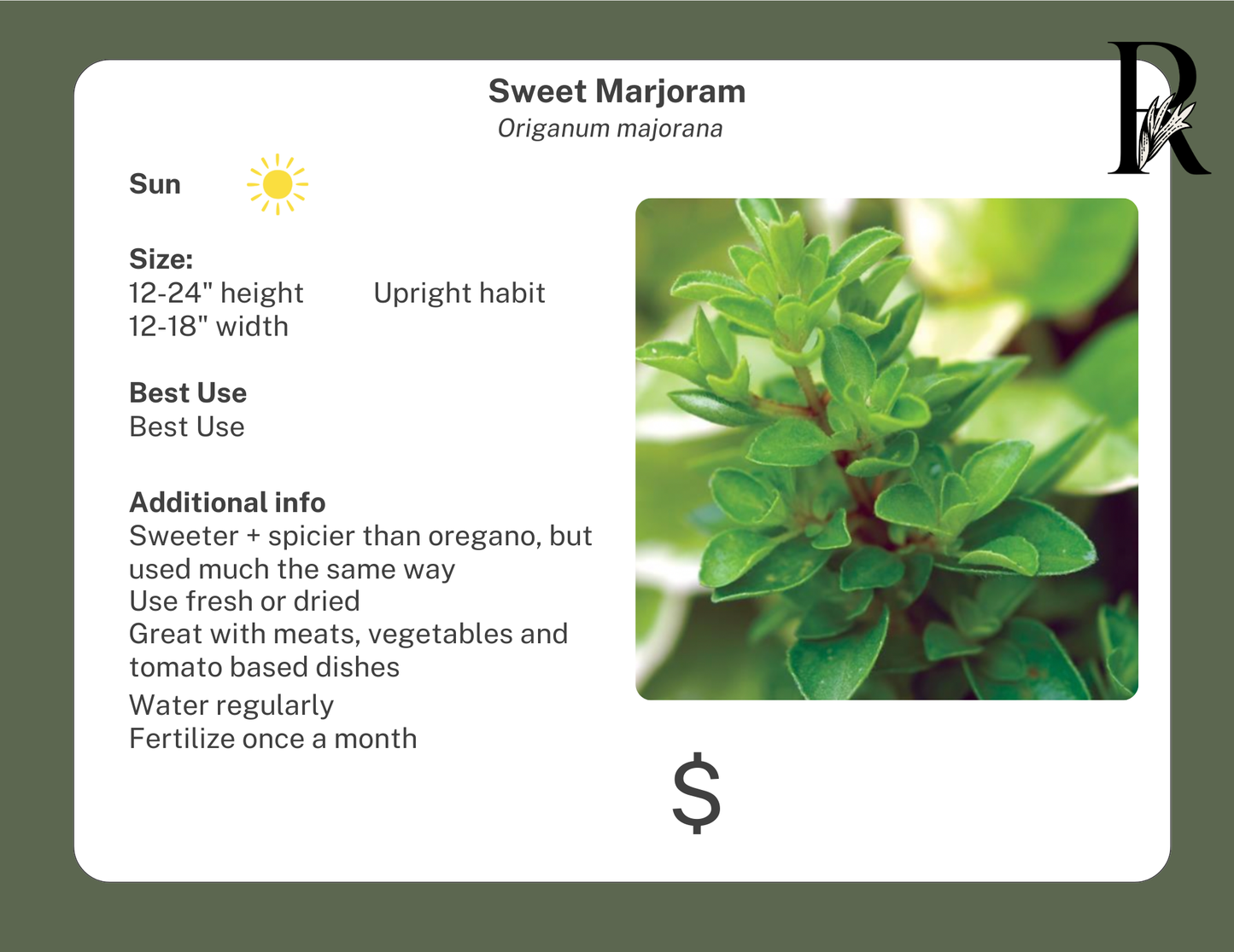 Sweet Marjoram