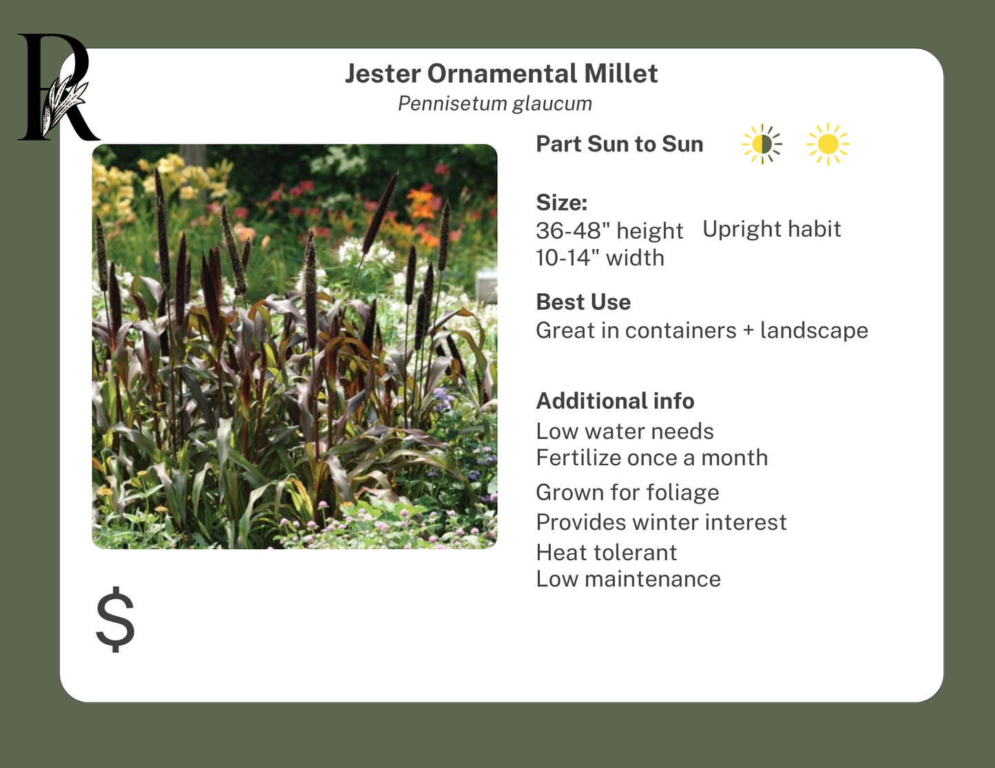 Jester Ornamental Millet