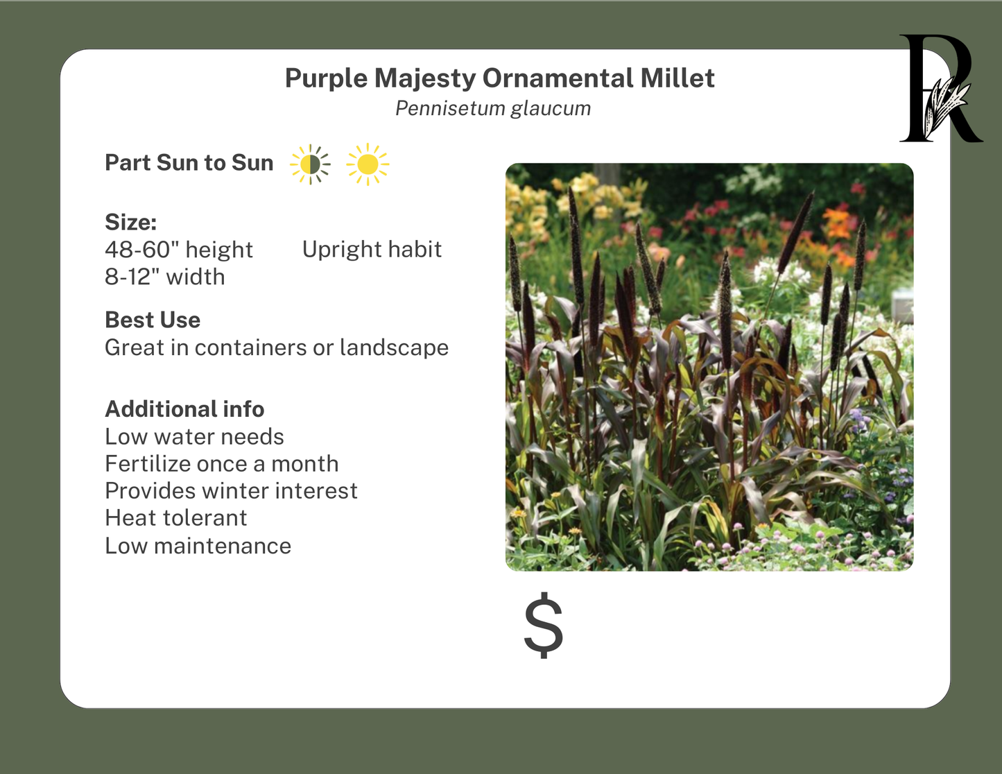 Purple Majesty Ornamental Millet