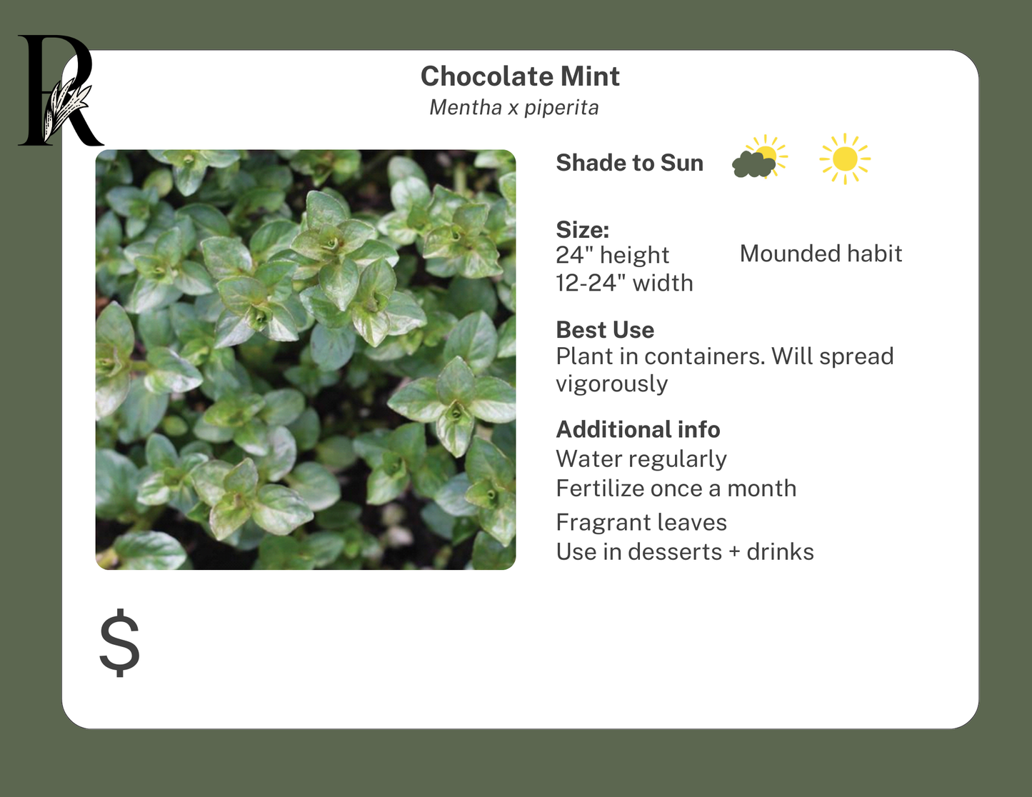 Chocolate Mint