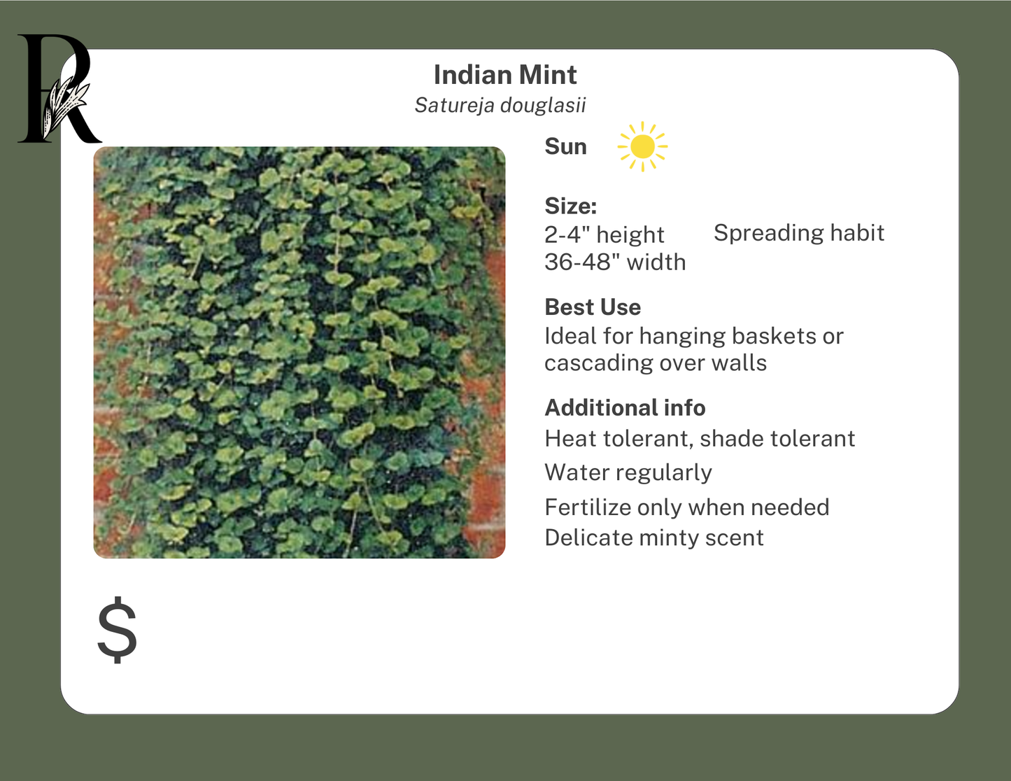 Indian Mint