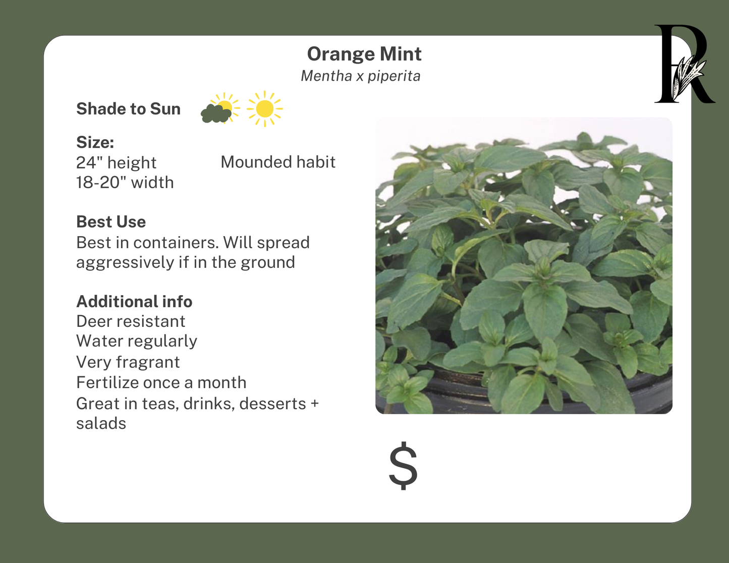 Orange Mint