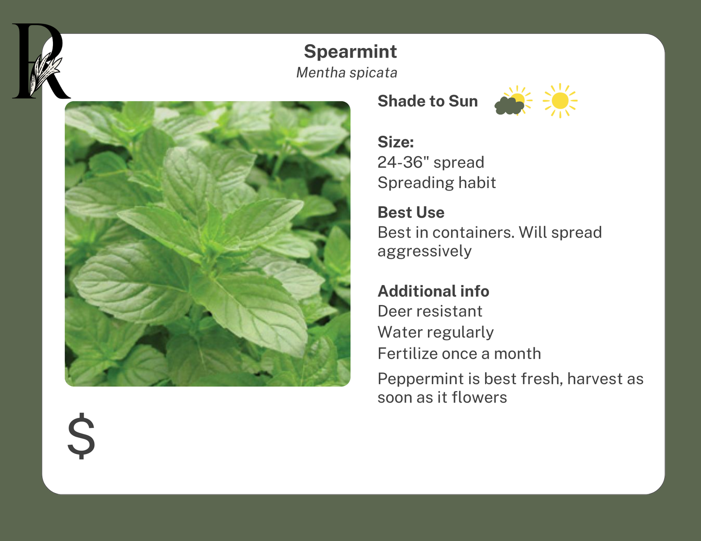 Spearmint