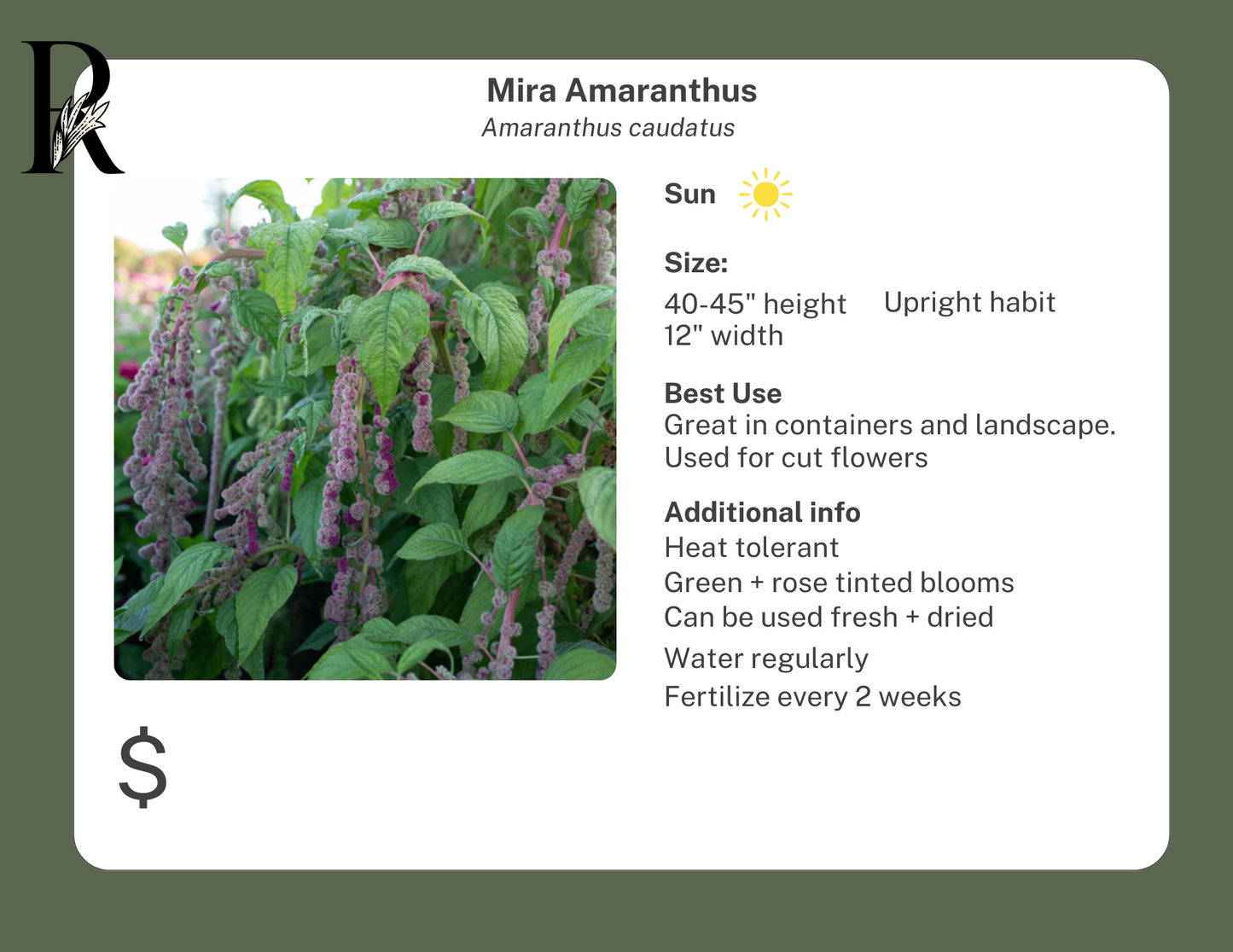Mira Amaranthus