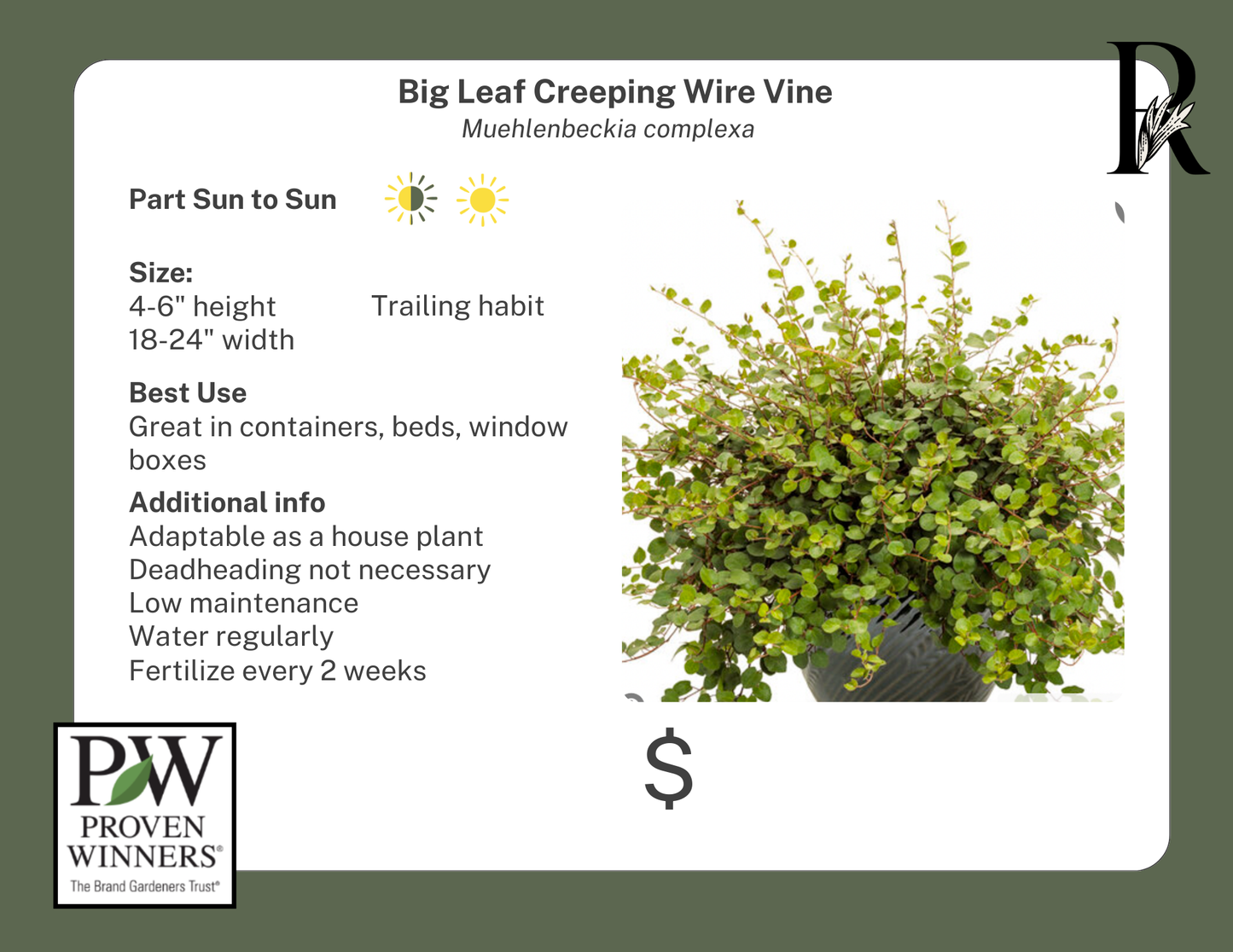 Big Leaf Creeping Wire Vine (Proven Winners)