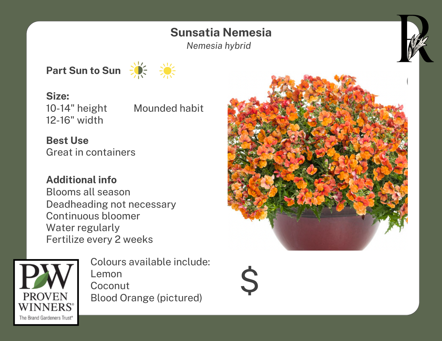 Sunsatia Nemesia Coconut (Proven Winners)