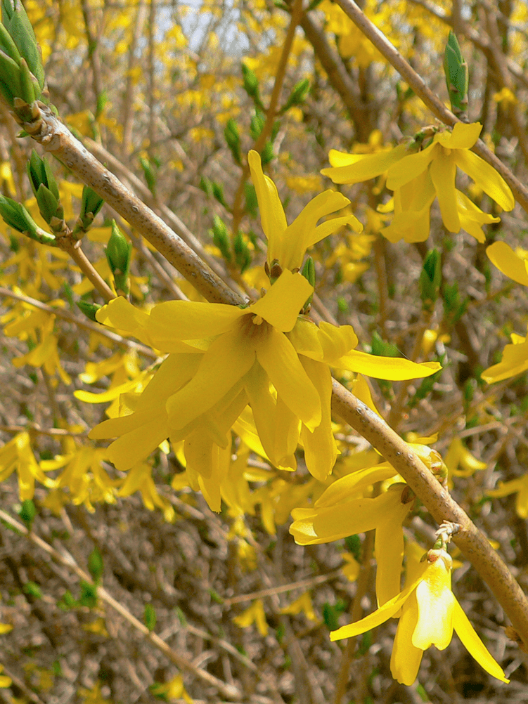 Northern Gold Forsythia