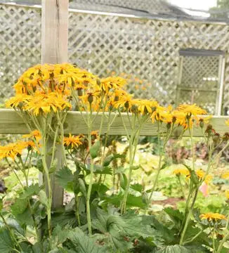 Big Green Tractor Ligularia