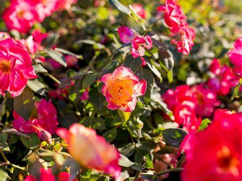 Campfire Canadian Artist Series Rose