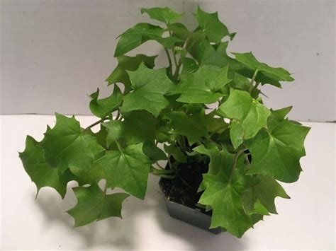 German Ivy Senecio
