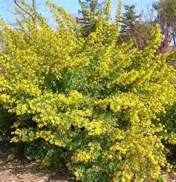 Golden Flowering Currant