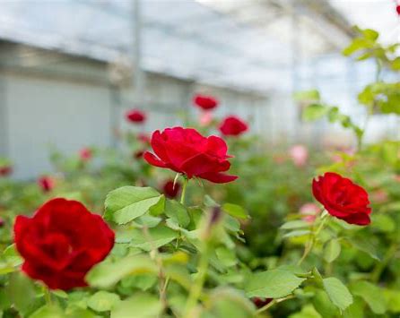 Emily Carr Canadian Artist Series Rose