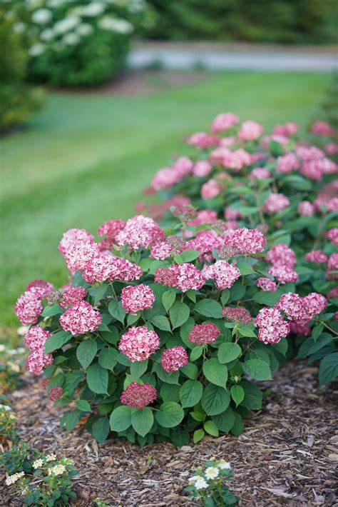 Invincibelle Ruby Hydrangea