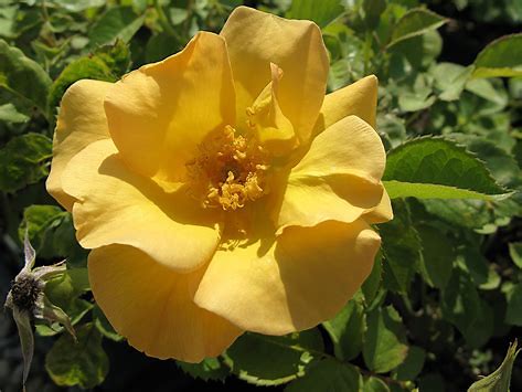 Bill Reid Canadian Artist Series Rose