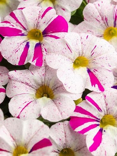 Caliloco Graffitti Calibrachoa