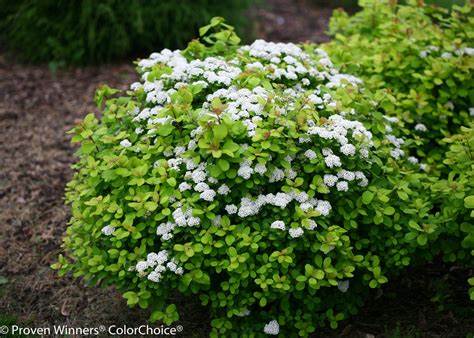 Glow Girl Birchleaf Spirea (Proven Winners)