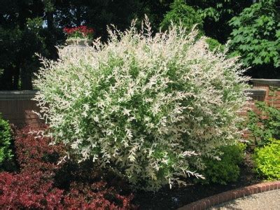 Hakura Nishiki Tricolor Willow