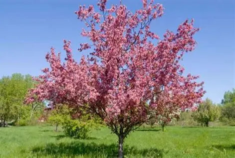 Thunderchild Crabapple