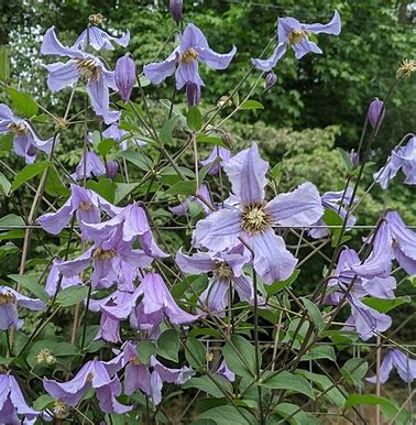 Blue Boy Clematis