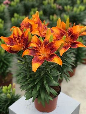 tiny bee asiatic lily deer resistant Tiny Cosmic Lily