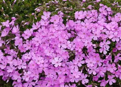 Emerald Pink Moss Phlox