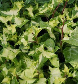 Variegated German Ivy