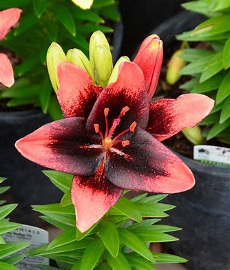 tiny rocket asiatic lily Tiny Shadow Lily