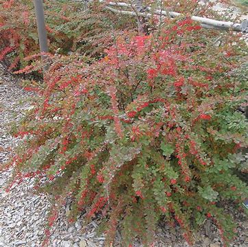 Emerald Carousel Barberry