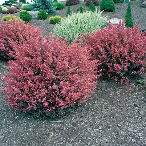 Rose Glow Barberry