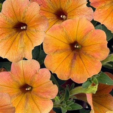 Indian Summer Petunia