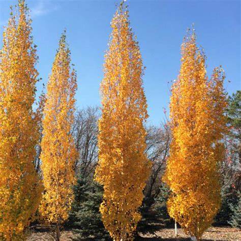 Parkland Pillar Birch
