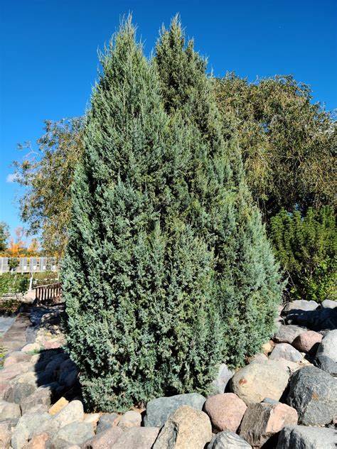 Medora Juniper