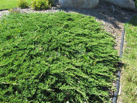 Prince of Wales Juniper