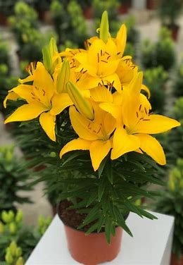 tiny pearl asiatic lily deer resistant Tiny Ranger Lily – Riverdene Garden Centre