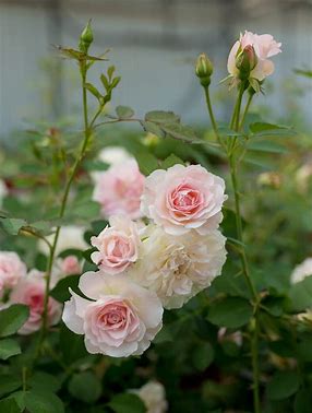 Morden Blush Rose