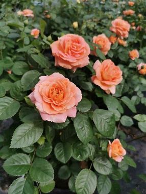 Olds College Rose