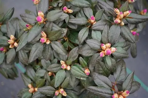 Rhododendron Black Hat (PW)
