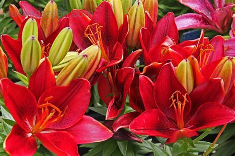 tiny rocket asiatic lily Tiny Rocket Lily