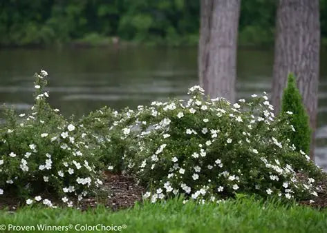 Happy Face White Potentilla