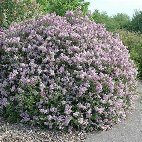 Dwarf Korean Lilac