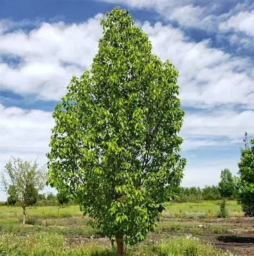 Navigator Ornamental Pear