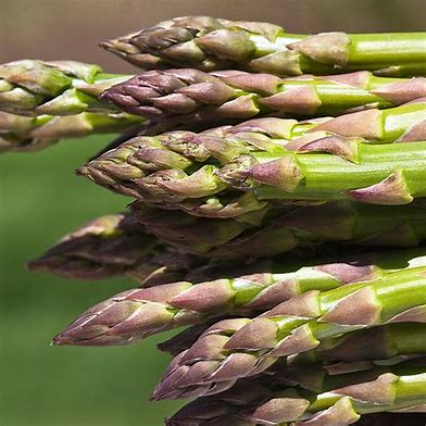 'Jersey Knight' Asparagus