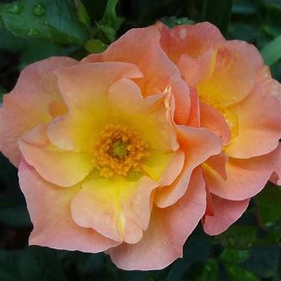 Morden Sunrise Rose