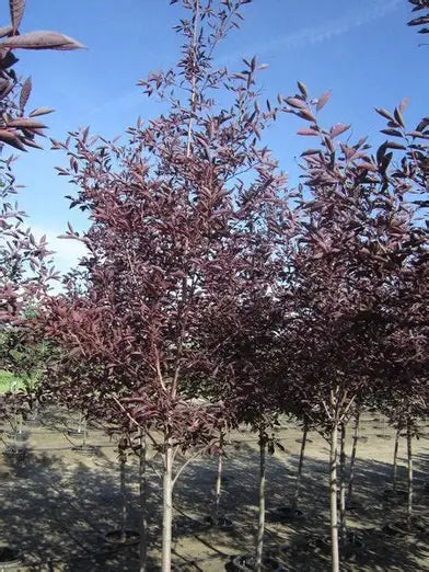 Bailey's Select Schubert Chokecherry