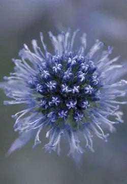 Blue Glitter Sea Holly