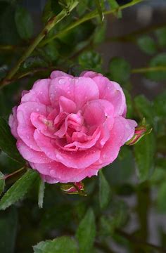 Morden Belle Rose